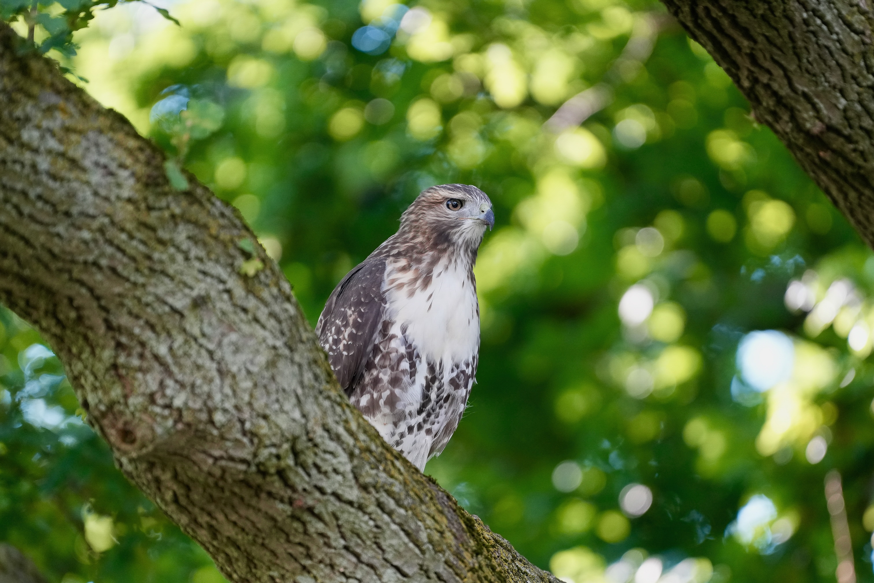 Red-tailed Hawks N1 and N2